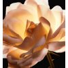 Dior Prestige Ko te Regenerating and Perfecting Discovery Ritual