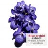 Te Hinu Tiaki Mata Orchid Blue