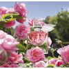 Ko te vie est belle Domaine de La Rose Extrait de Parfum